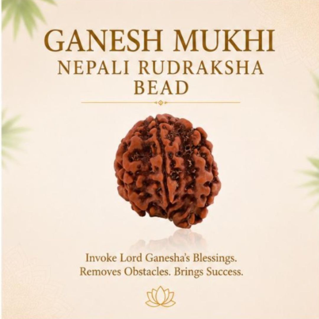 Ganesh Mukhi Nepali Rudraksha Bead
