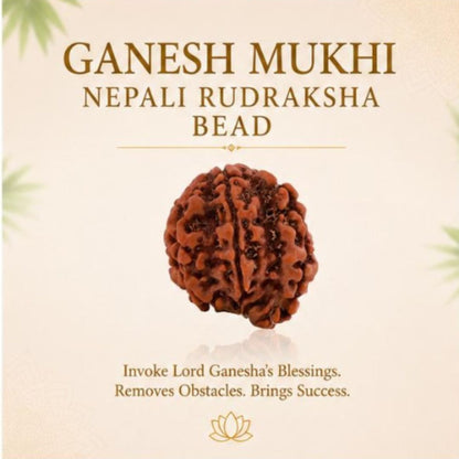 Ganesh Mukhi Nepali Rudraksha Bead