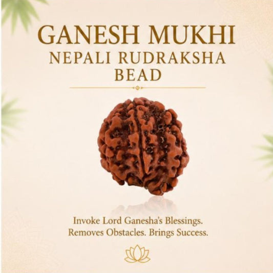 Ganesh Mukhi Nepali Rudraksha Bead