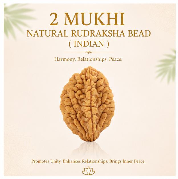2 MUKHI NATURAL RUDRAKSHA BEAD ( INDIAN )