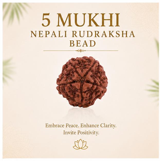 5 MUKHI NEPALI RUDRAKSHA BEAD