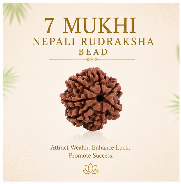7 MUKHI NEPALI RUDRAKSHA BEAD