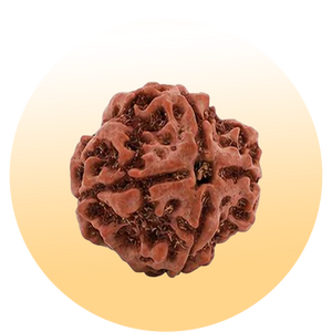 Rudraksha